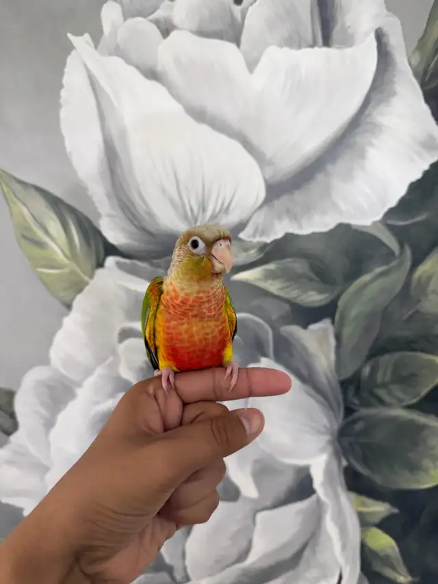 Baby Pineapple Conure