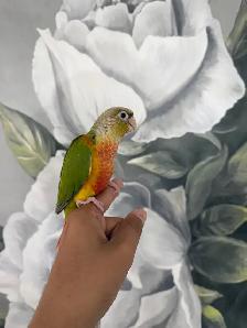 Baby Pineapple Conure - Photo 2