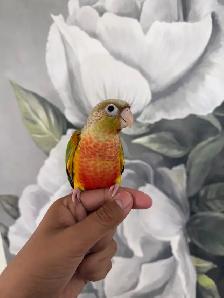 Baby Pineapple Conure - Photo 3