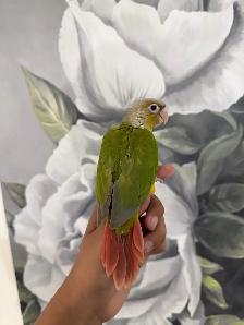 Baby Pineapple Conure - Photo 4