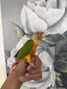 Baby Pineapple Conure - Photo 5