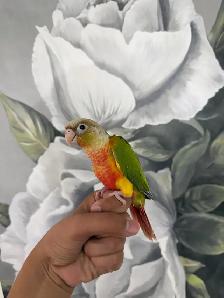 Baby Pineapple Conure - Photo 6