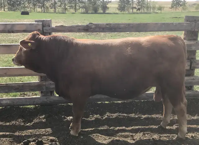 Yearling bull