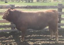 Yearling bull - Photo 2