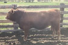 Yearling bull - Photo 3