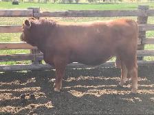 Yearling bull - Photo 4