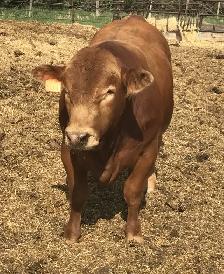 Yearling bull - Photo 5