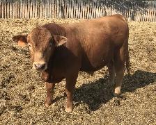 Yearling bull - Photo 6