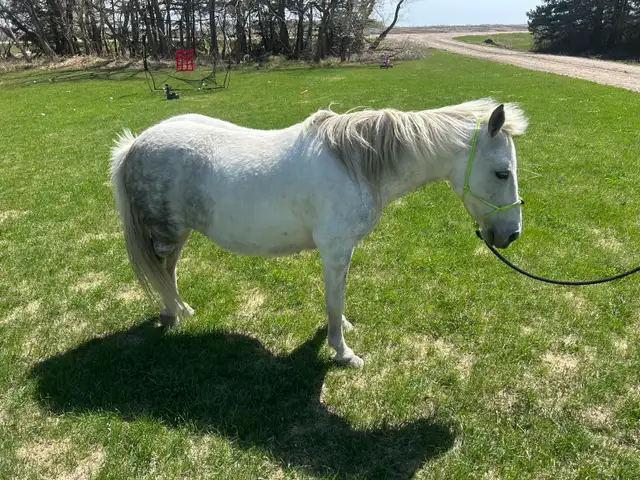 11 year old grade paint pony mare