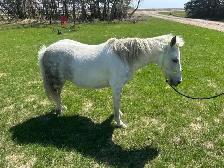 11 year old grade paint pony mare