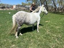 11 year old grade paint pony mare - Photo 2
