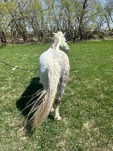11 year old grade paint pony mare - Photo 3
