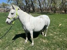 11 year old grade paint pony mare - Photo 4