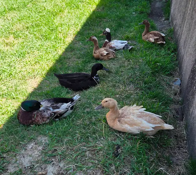 Fertile Duck Hatching Eggs