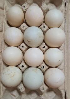 Fertile Duck Hatching Eggs - Photo 2