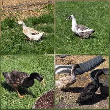 Fertile Duck Hatching Eggs - Photo 3