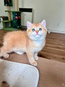 Luxury British Shorthair Kitten / Chocolate Golden Chinchill boy