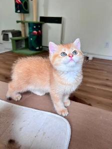 Luxury British Shorthair Kitten / Chocolate Golden Chinchill boy - Photo 2