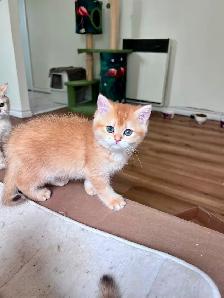Luxury British Shorthair Kitten / Chocolate Golden Chinchill boy - Photo 4