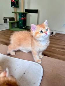 Luxury British Shorthair Kitten / Chocolate Golden Chinchill boy - Photo 5