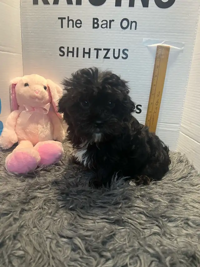 Shihpoo and Toy Poodles Weekend Sale