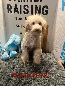 Shihpoo and Toy Poodles Weekend Sale - Photo 3