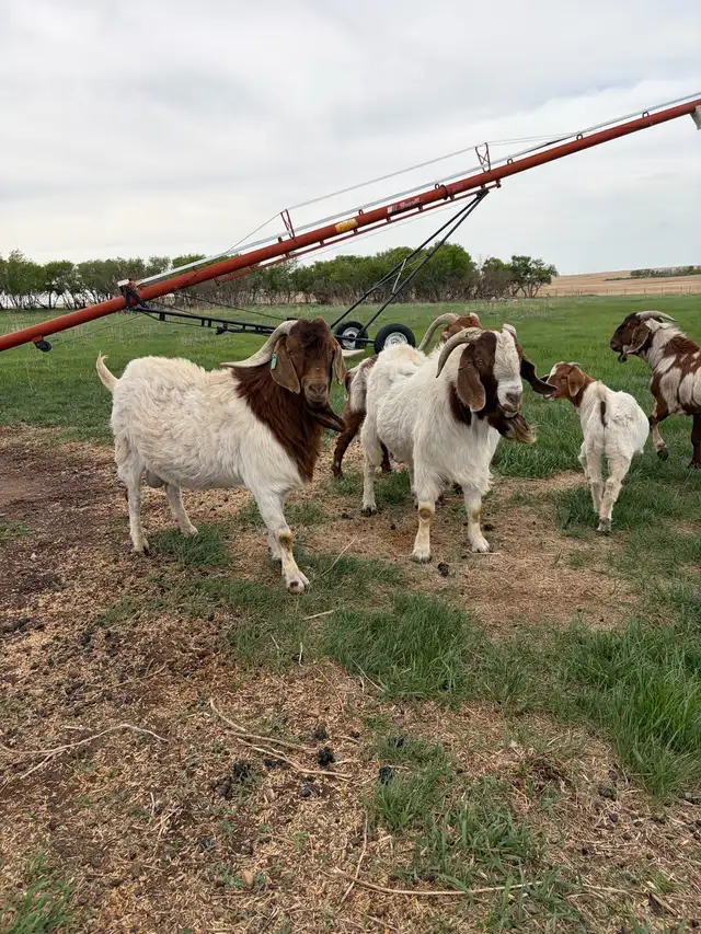 Turn Key Boer/Meat Goat Operation