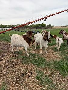 Turn Key Boer/Meat Goat Operation