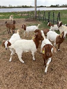 Turn Key Boer/Meat Goat Operation - Photo 2