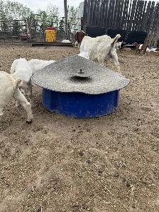 Turn Key Boer/Meat Goat Operation - Photo 7