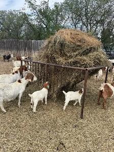 Turn Key Boer/Meat Goat Operation - Photo 9
