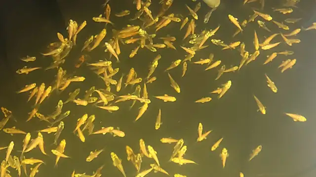 Baby Koi fish for sale