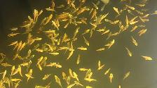 Baby Koi fish for sale