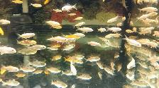 Baby Koi fish for sale - Photo 2