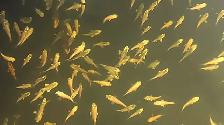 Baby Koi fish for sale - Photo 3