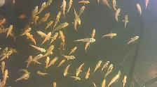 Baby Koi fish for sale - Photo 5