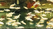 Baby Koi fish for sale - Photo 6