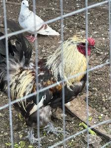 Beautiful Big size Rooster for sale