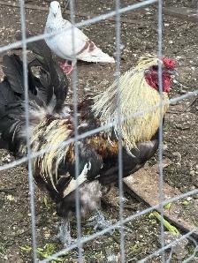 Beautiful Big size Rooster for sale - Photo 2