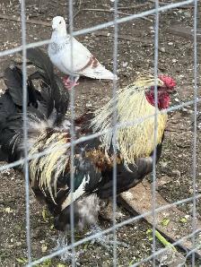 Beautiful Big size Rooster for sale - Photo 3