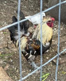 Beautiful Big size Rooster for sale - Photo 4