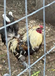 Beautiful Big size Rooster for sale - Photo 5