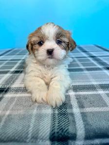 Malshi (Shih Tzu/Maltese) Puppies!