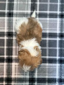 Malshi (Shih Tzu/Maltese) Puppies! - Photo 2