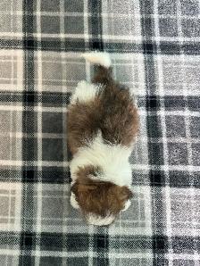Malshi (Shih Tzu/Maltese) Puppies! - Photo 4