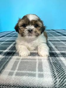 Malshi (Shih Tzu/Maltese) Puppies! - Photo 5