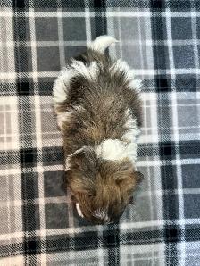 Malshi (Shih Tzu/Maltese) Puppies! - Photo 6
