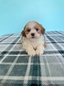 Malshi (Shih Tzu/Maltese) Puppies! - Photo 7