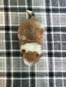 Malshi (Shih Tzu/Maltese) Puppies! - Photo 8
