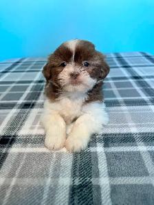 Malshi (Shih Tzu/Maltese) Puppies! - Photo 9